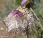Flower Spanish Fork, UT